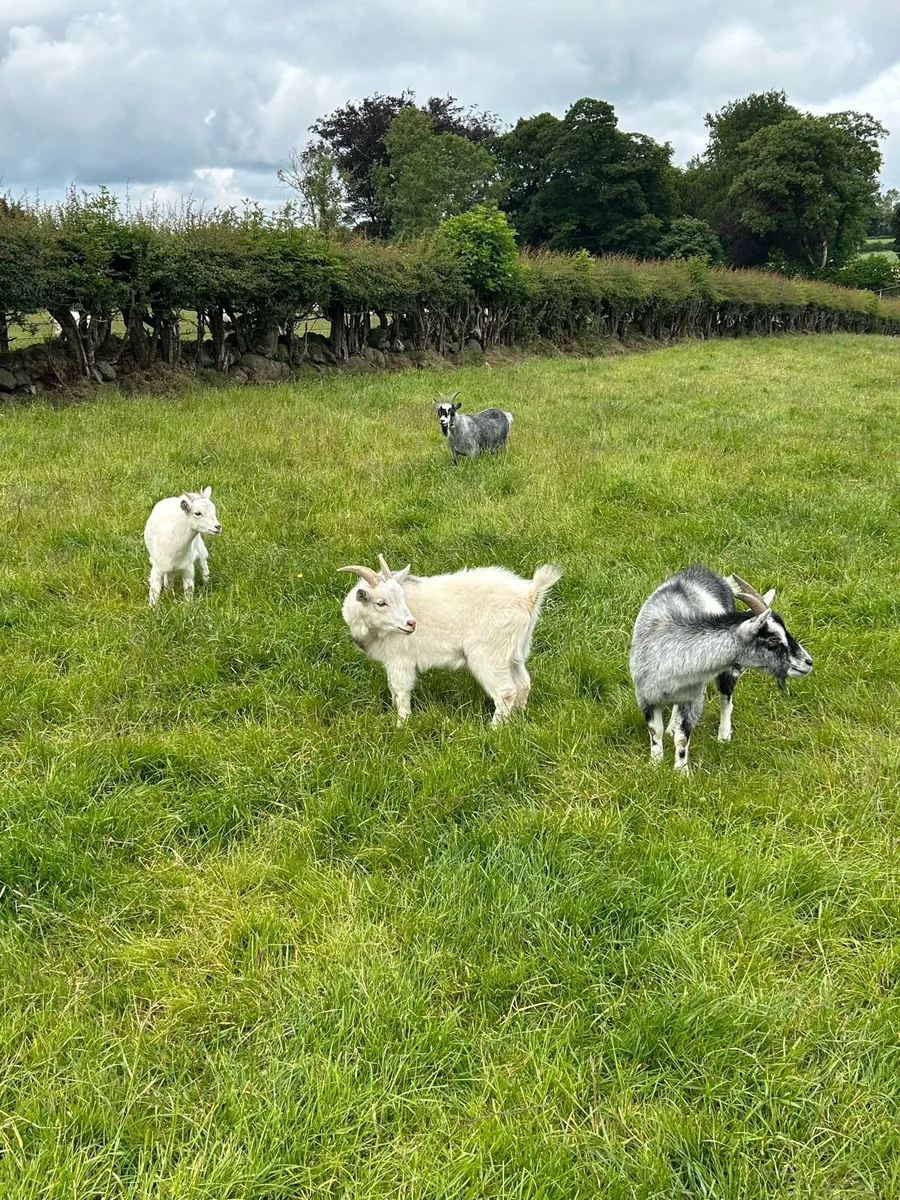 Pygmy Goats - Image 1