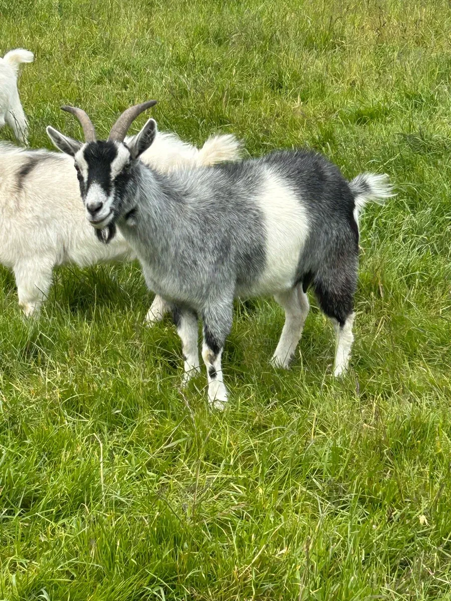 Pygmy Goats - Image 2