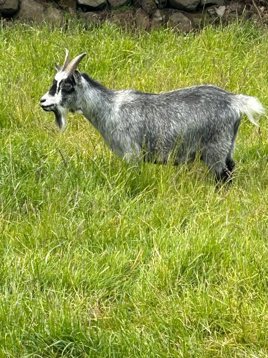 Pygmy Goats - Image 3