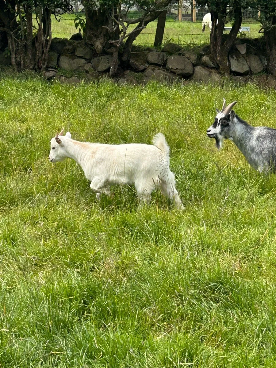 Pygmy Goats - Image 4