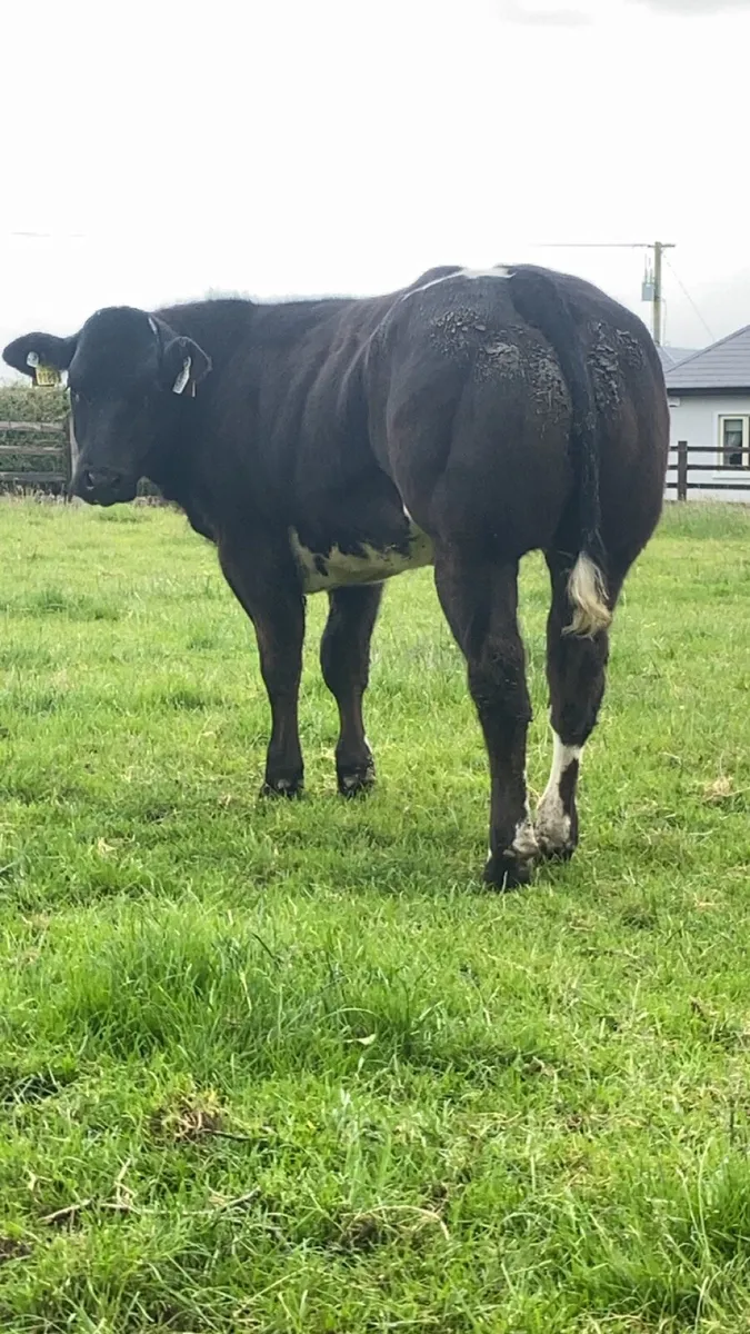 2 super cow makers - Image 1