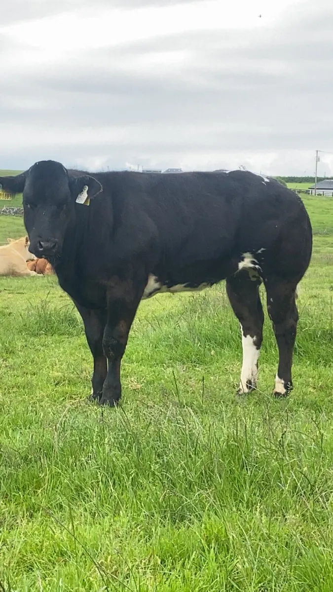2 super cow makers - Image 3