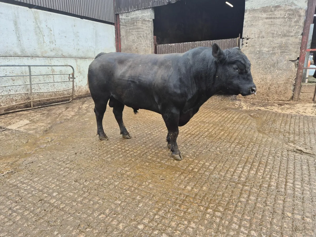 OMAGH MART 9th June