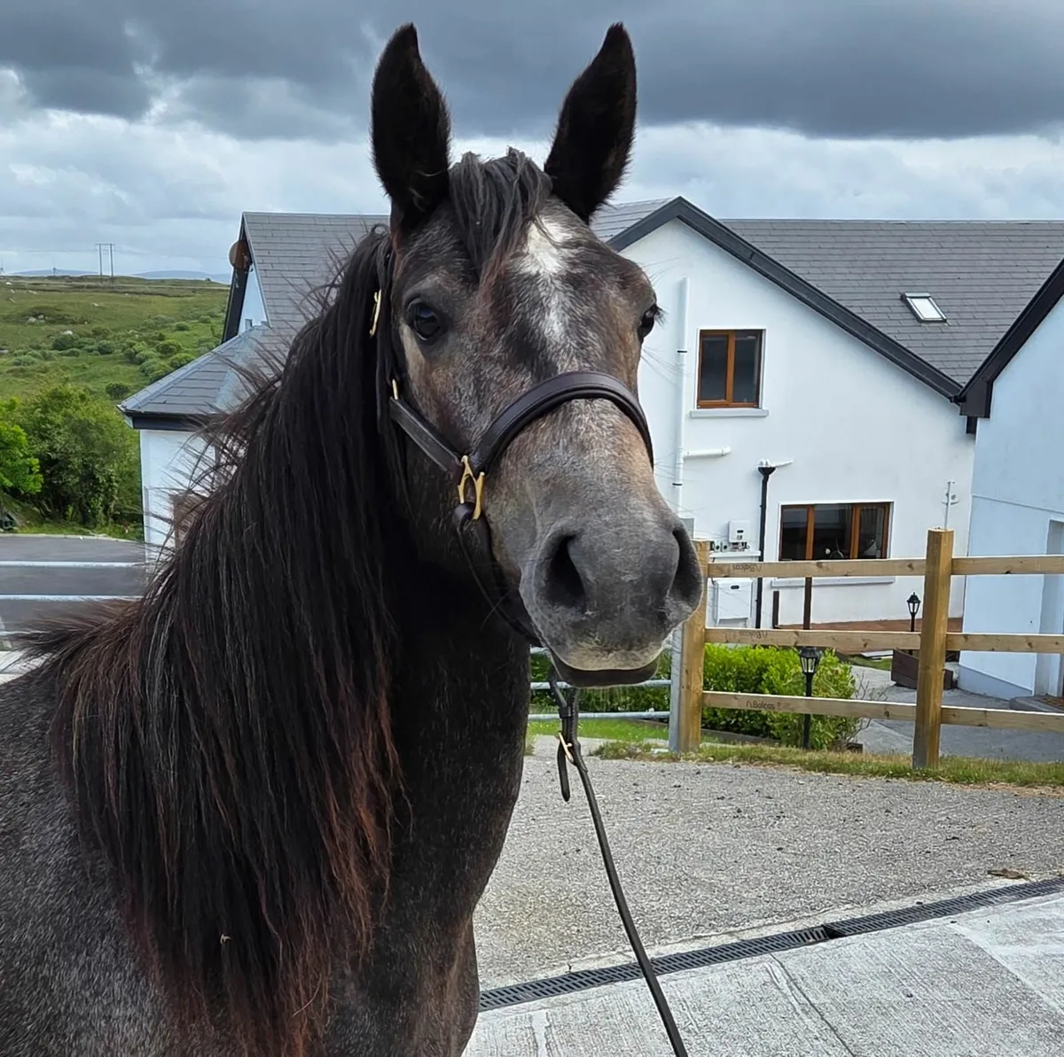 Pony - Image 2