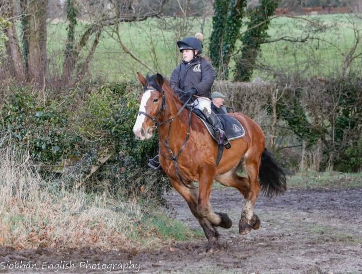 Cob, Mare, 14.3 hh - Image 3