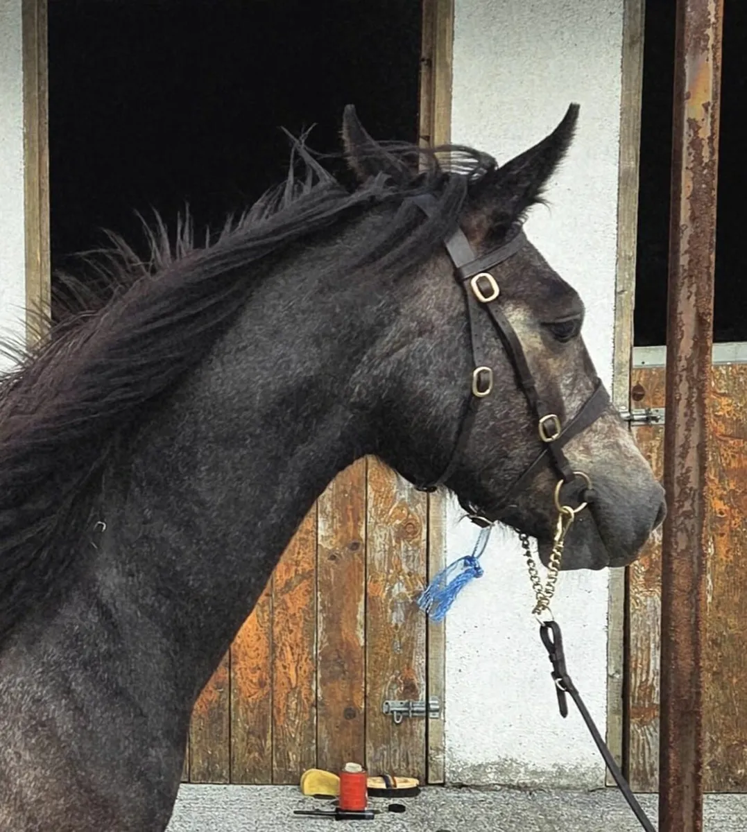Pony - Image 3