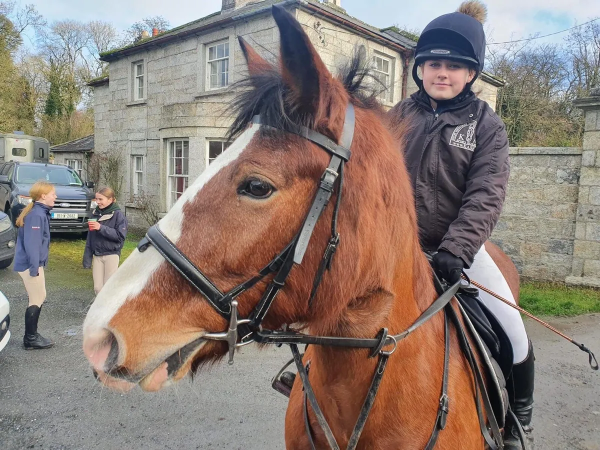 Cob, Mare, 14.3 hh - Image 4