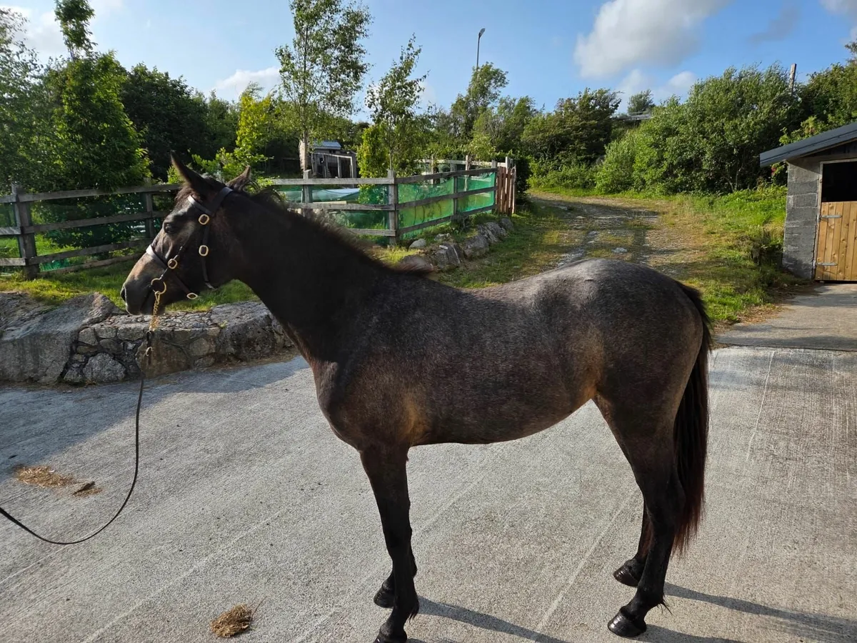 Pony - Image 4
