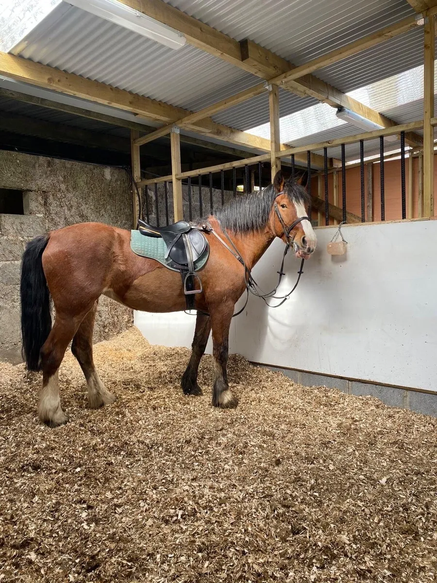 Cob, Mare, 14.3 hh - Image 1