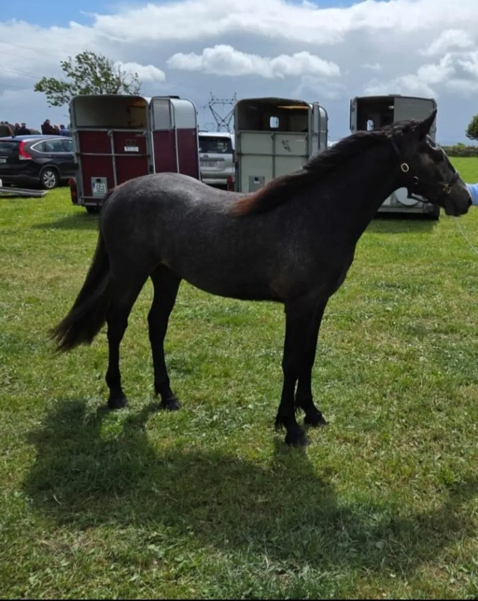 Pony - Image 1