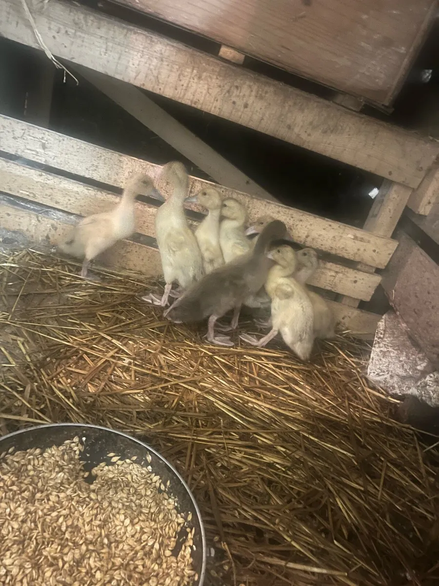 Ducklings and ducks - Image 1