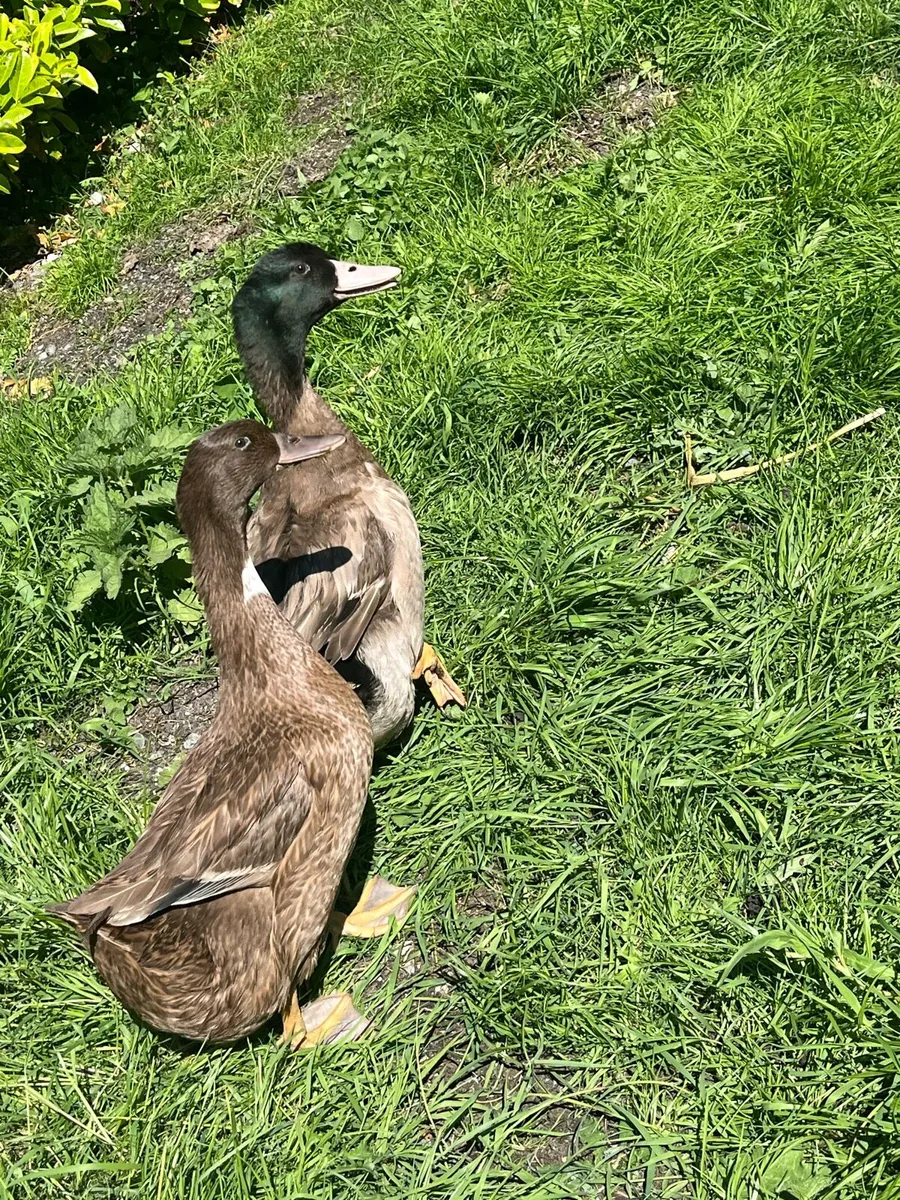 Ducklings and ducks - Image 2
