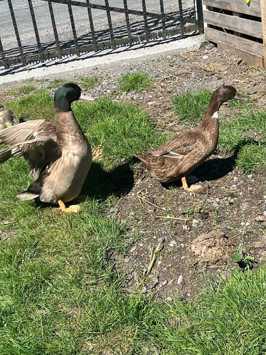 Ducklings and ducks - Image 3