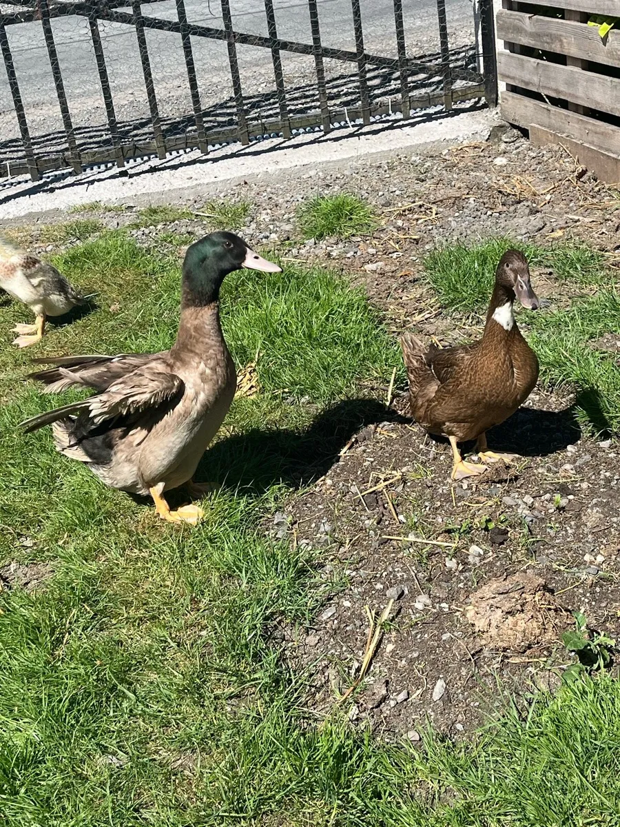 Ducklings and ducks - Image 4