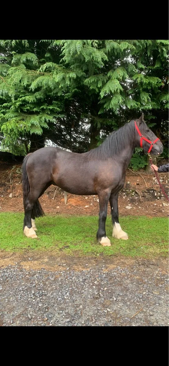 STUNNING 3YR OLD SHOW COB - Image 1