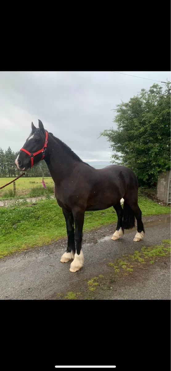 STUNNING 3YR OLD SHOW COB - Image 2