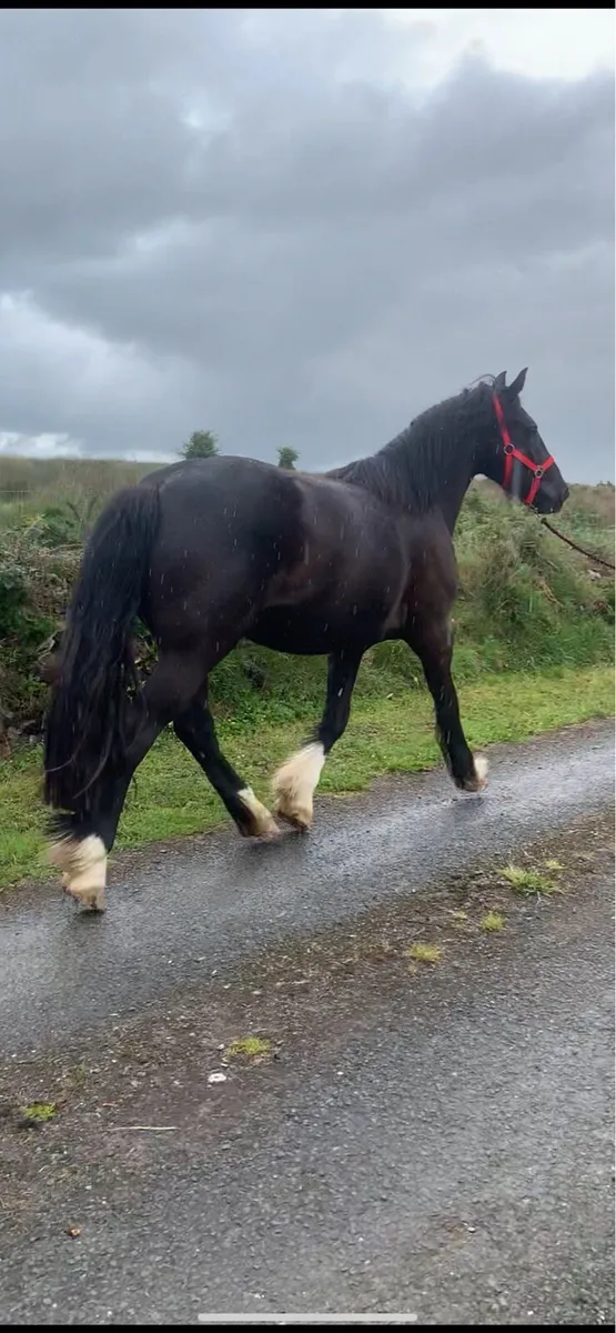 STUNNING 3YR OLD SHOW COB - Image 3