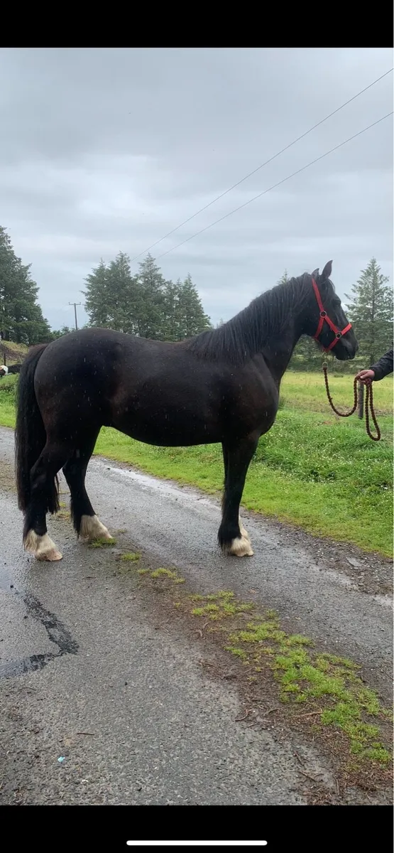 STUNNING 3YR OLD SHOW COB - Image 4