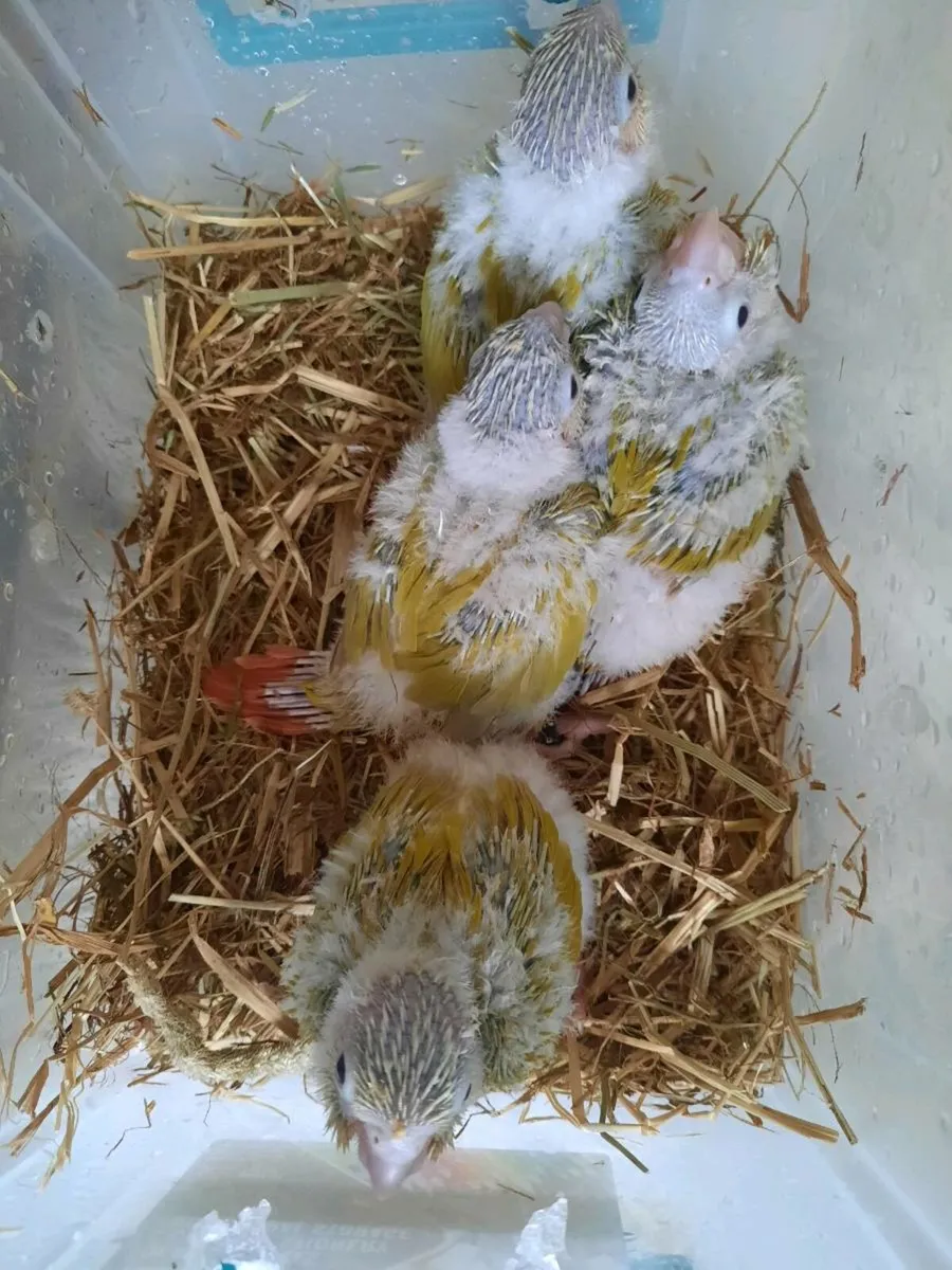 Parrots - Image 2