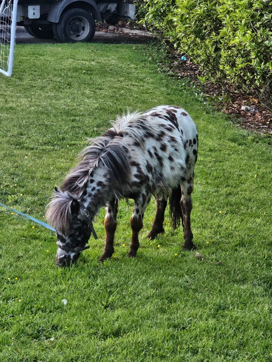 Spotted stallion - Image 1