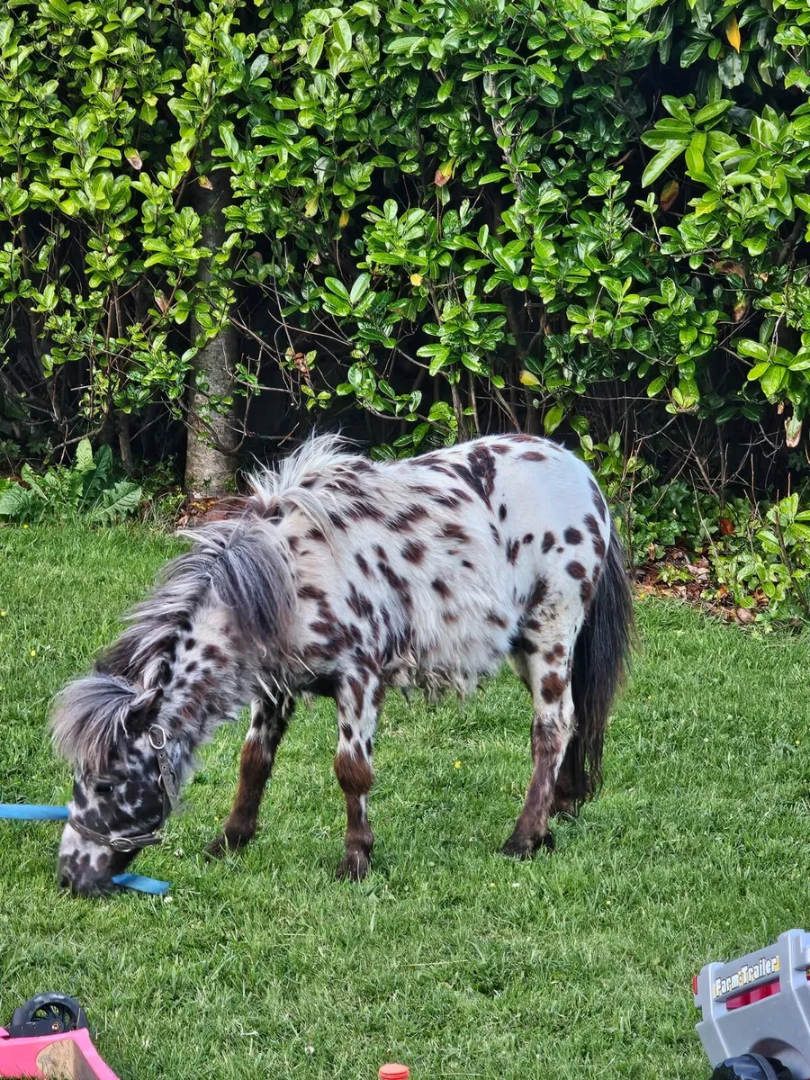 Spotted stallion - Image 2