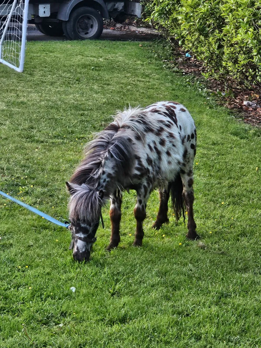 Spotted stallion - Image 3