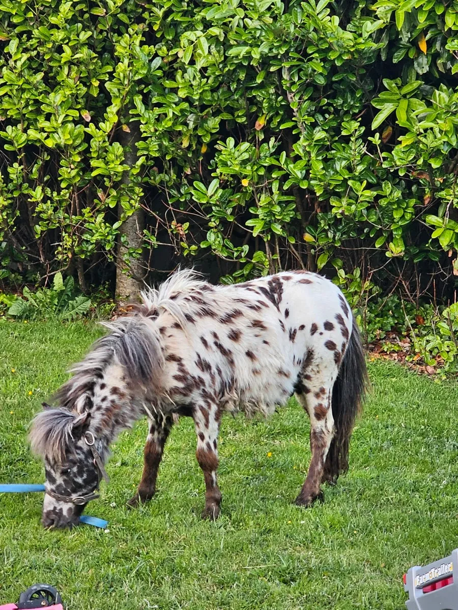 Spotted stallion - Image 4