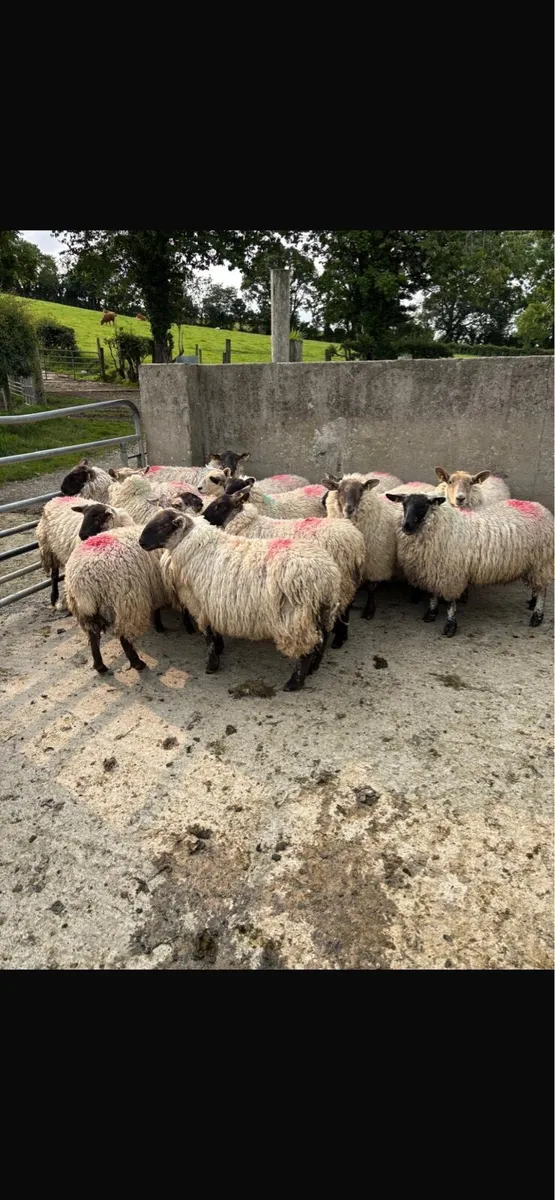 Hoggets