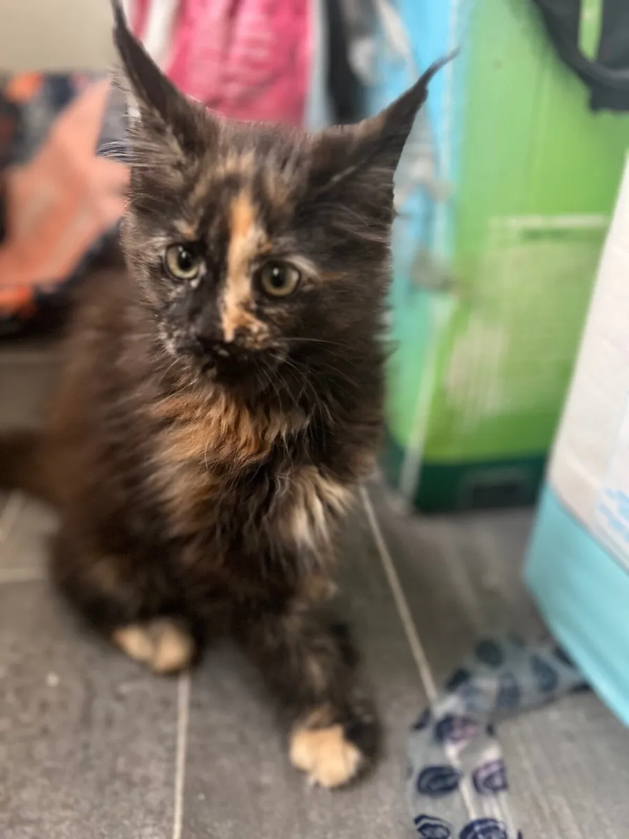 Full breed Maine Coon Kittens - Image 1