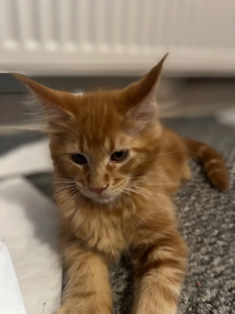 Full breed Maine Coon Kittens - Image 2