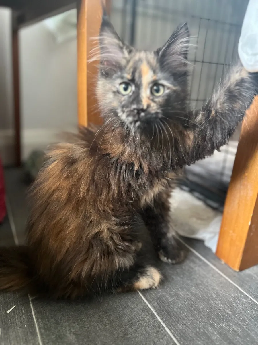 Full breed Maine Coon Kittens - Image 3