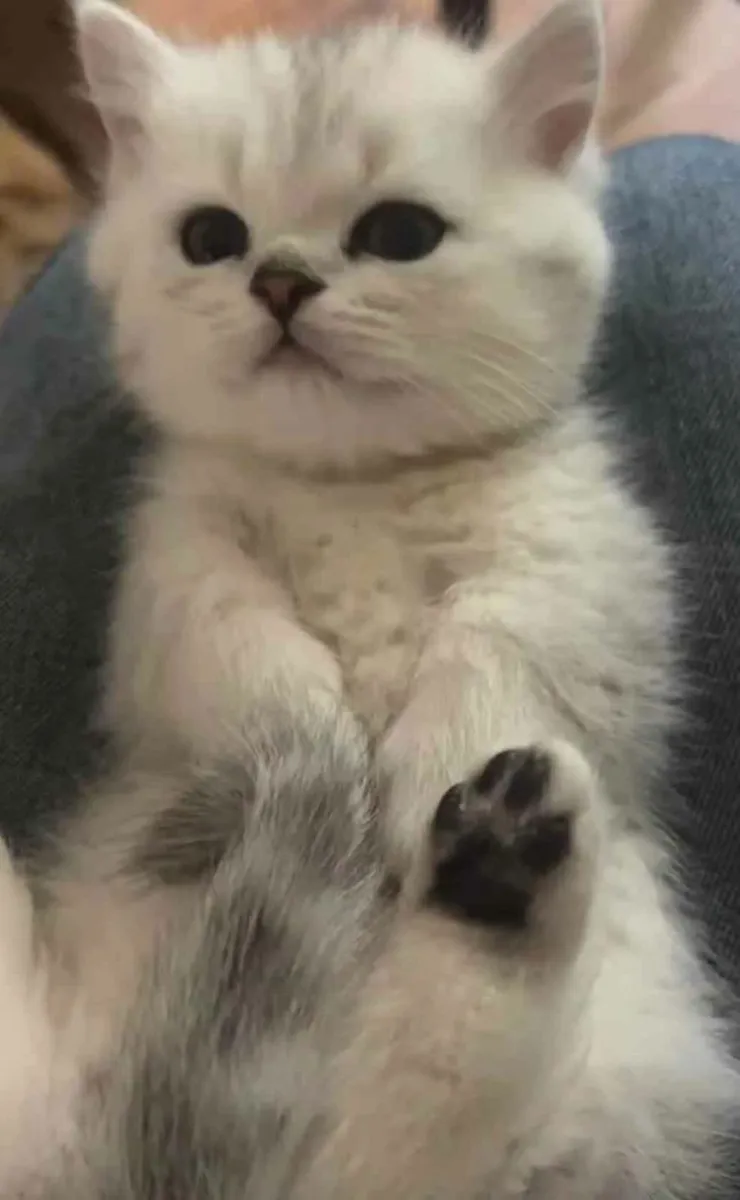 Silver British Shorthair (Short legs) - Image 3