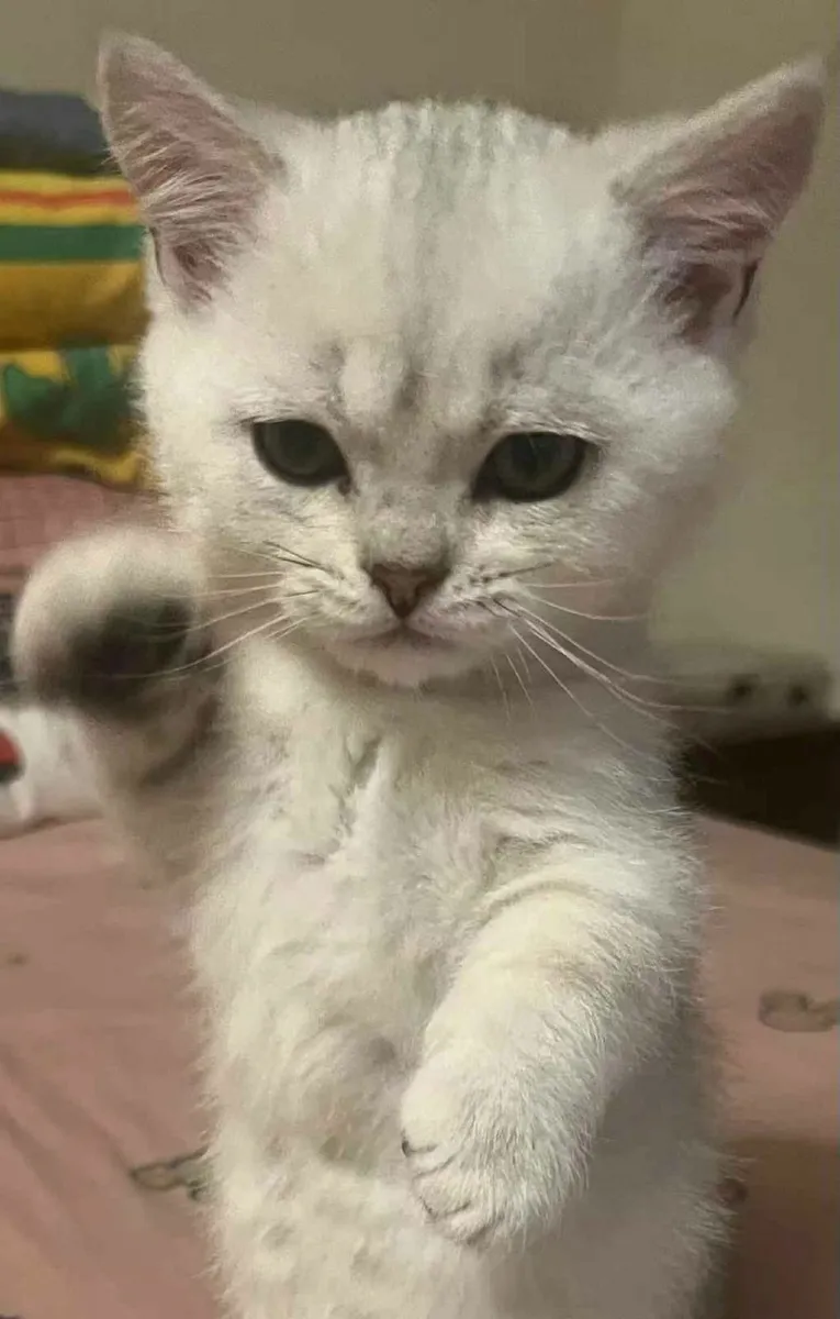 Silver British Shorthair (Short legs) - Image 4