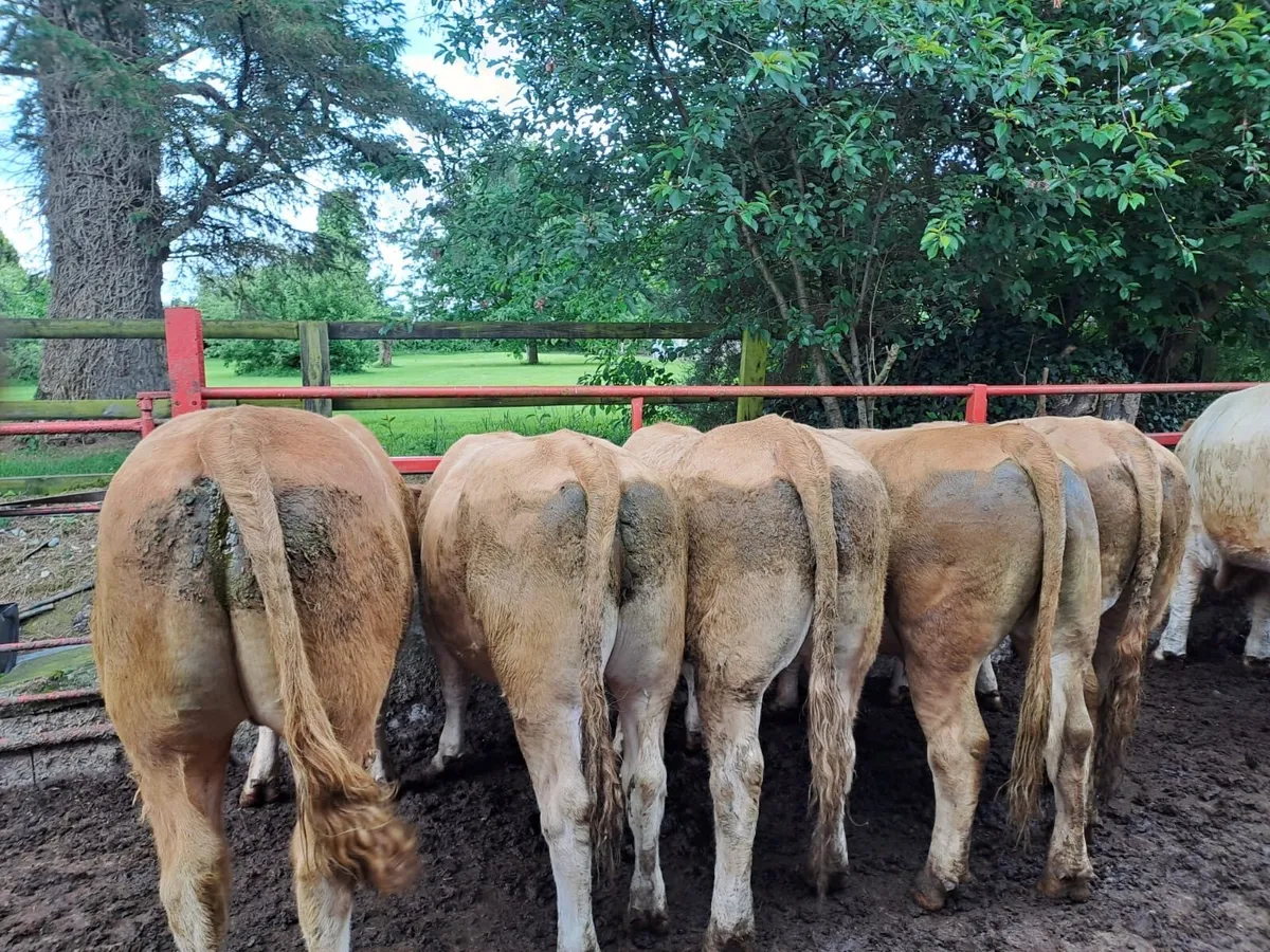 Kilcullen mart bullocks and bulls - Image 1
