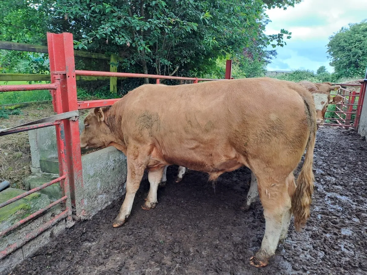 Kilcullen mart bullocks and bulls - Image 2