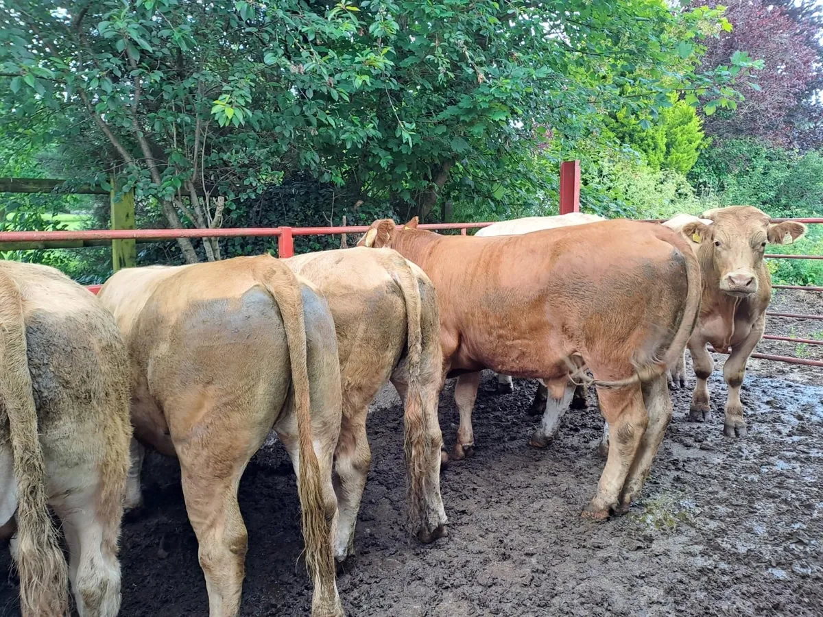 Kilcullen mart bullocks and bulls - Image 3