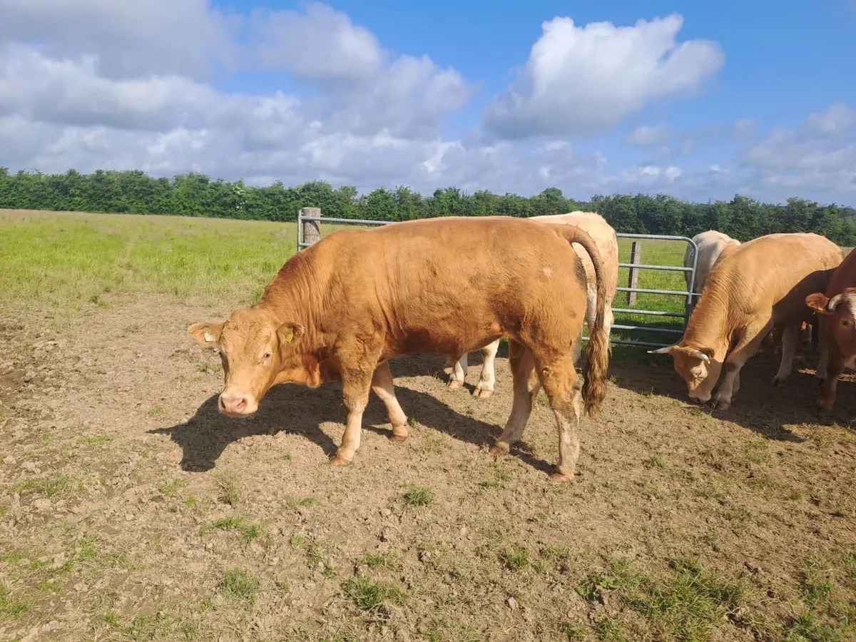 Kilcullen mart bullocks and bulls - Image 4