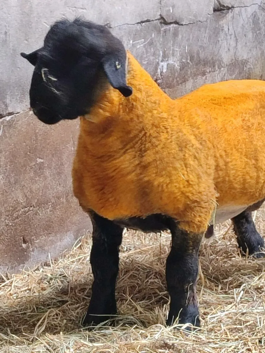 Pedigree Suffolk Ram Lambs - Image 2