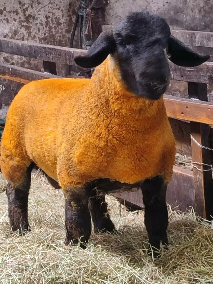 Pedigree Suffolk Ram Lambs - Image 1