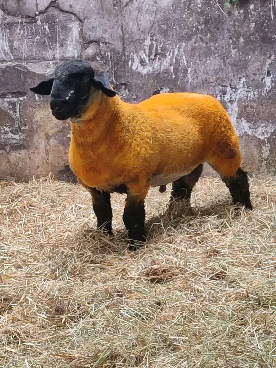 Pedigree Suffolk Ram Lambs - Image 3