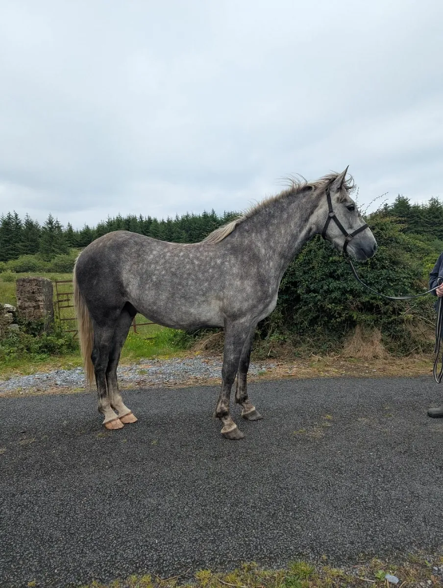 3yo Irish Draught Gelding - Image 2