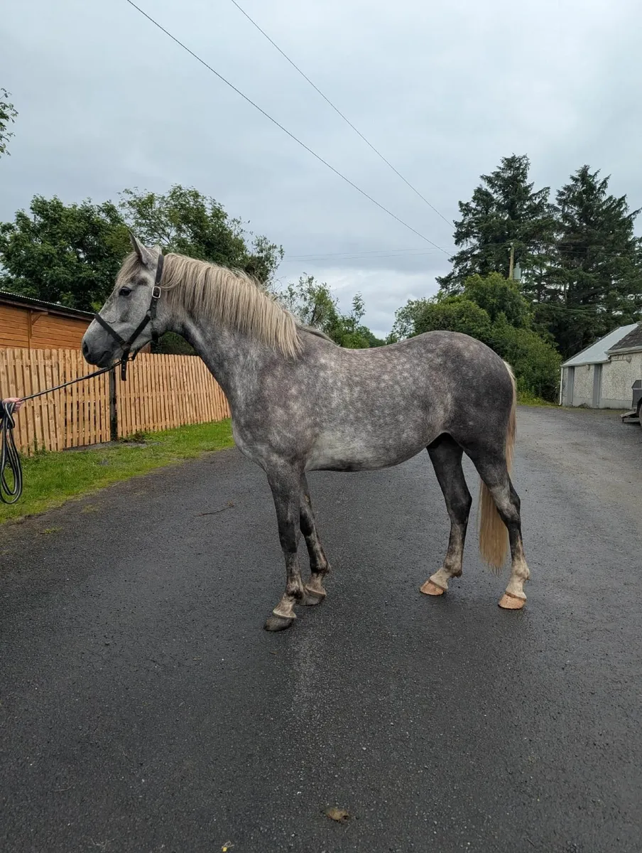 3yo Irish Draught Gelding - Image 1