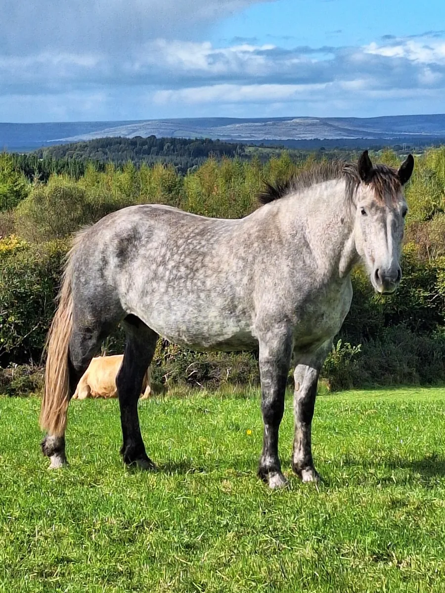3yo Irish Draught Gelding - Image 4