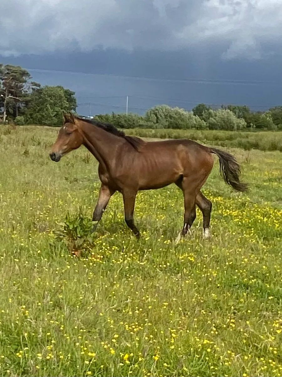 Top quality yearling filly by EHS Land Ahoy - Image 1