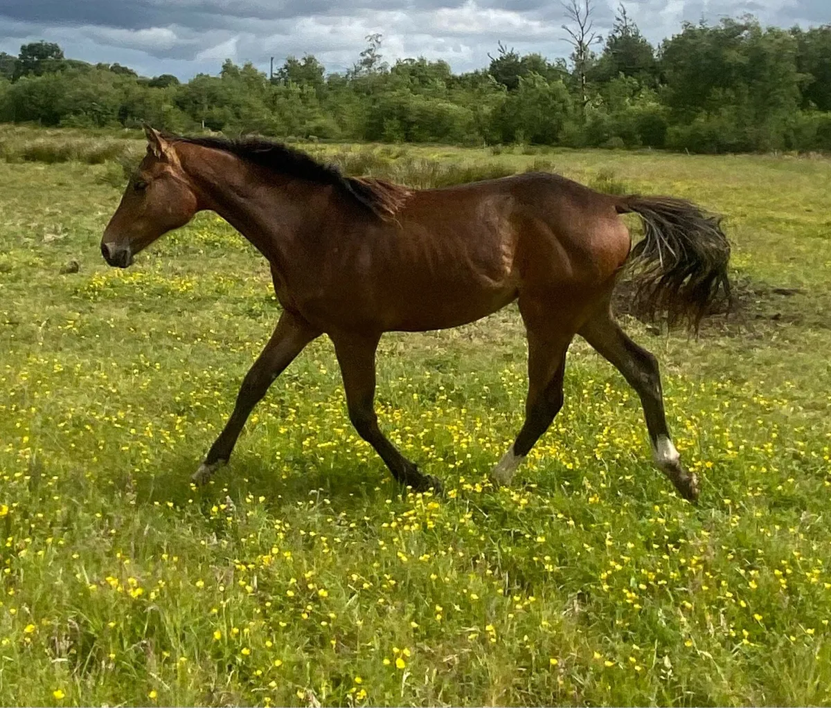 Top quality yearling filly by EHS Land Ahoy - Image 2