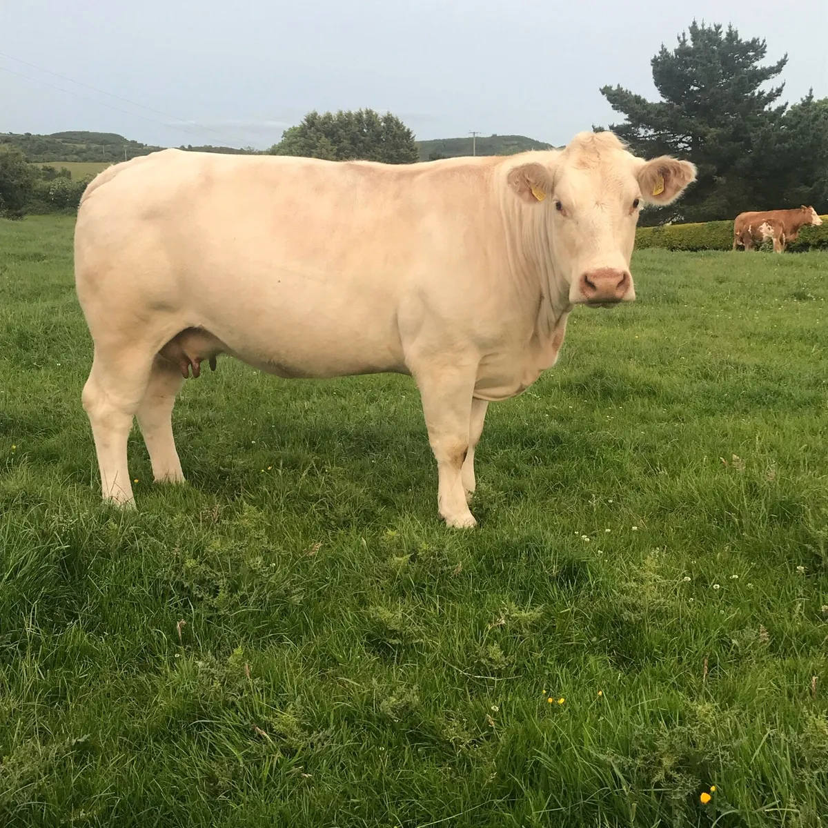 Pedigree Charolais cow and calf - Image 1