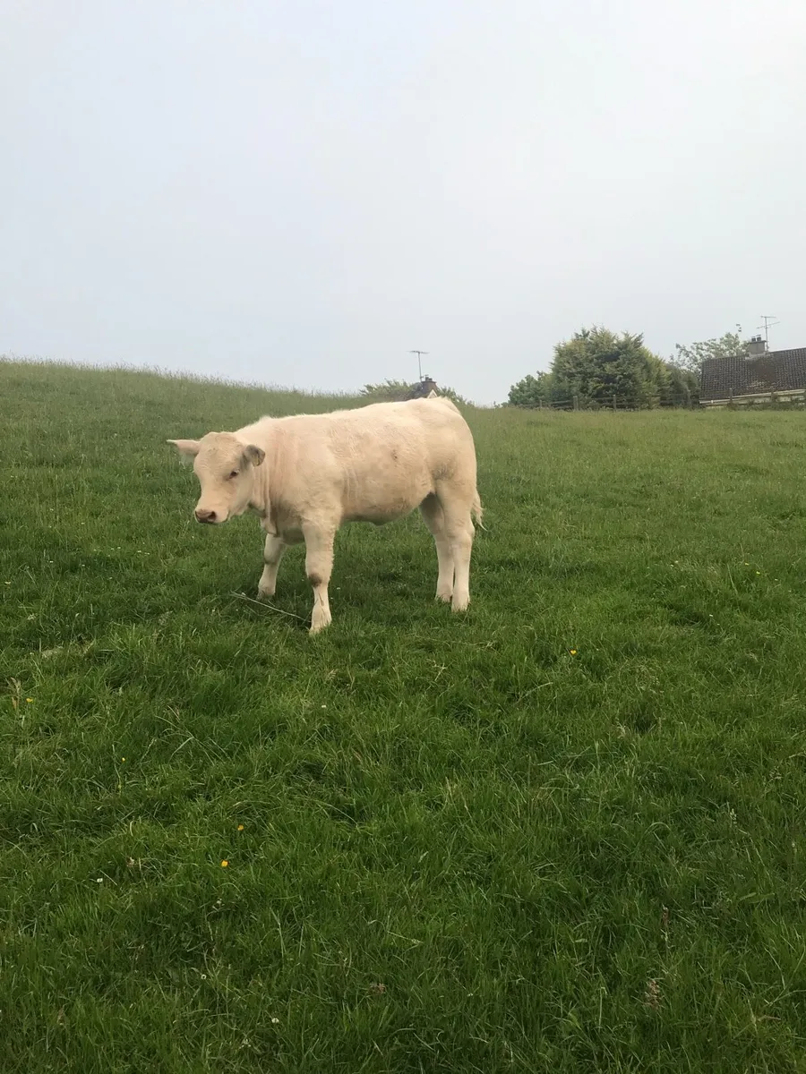 Pedigree Charolais cow and calf - Image 3