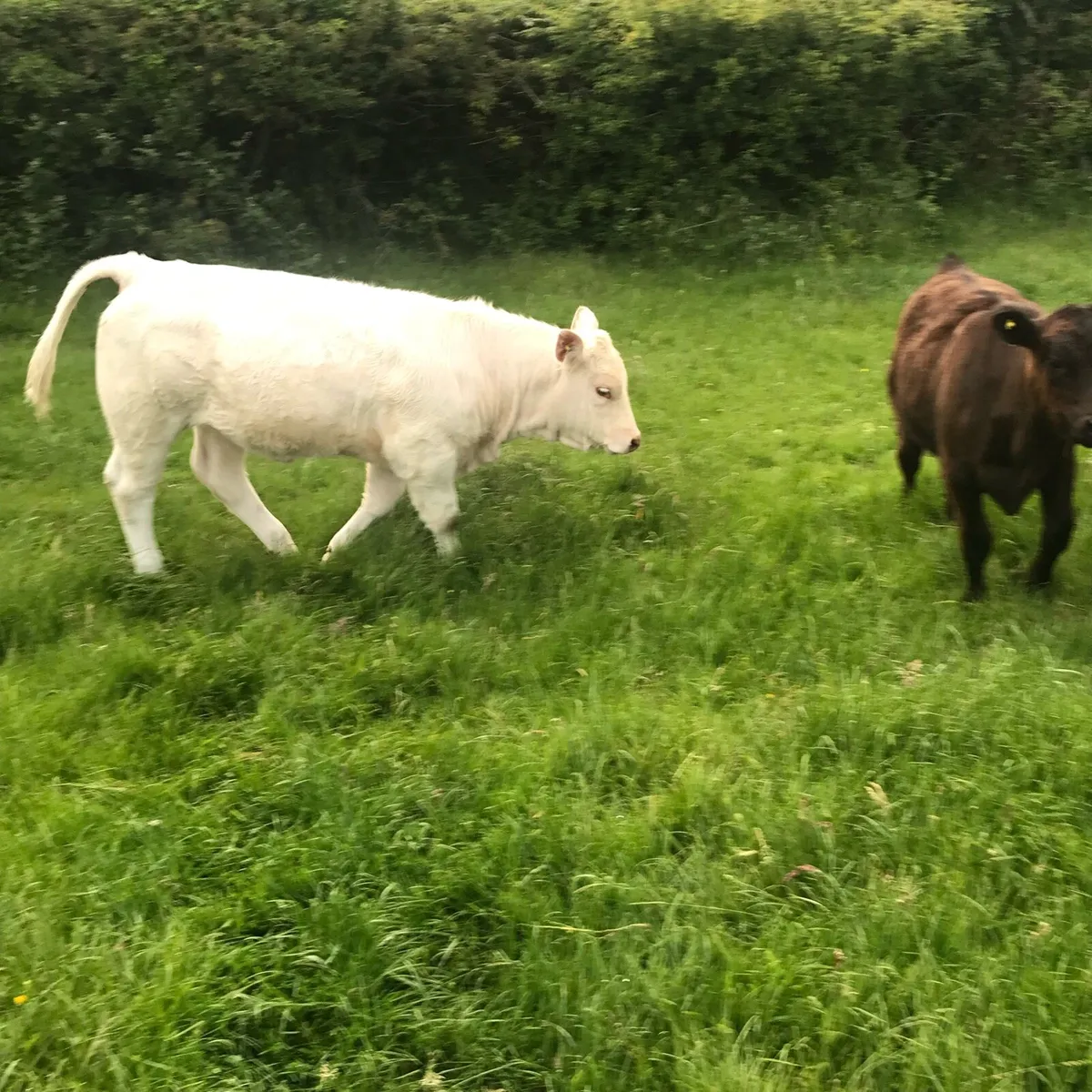 Pedigree Charolais cow and calf - Image 4