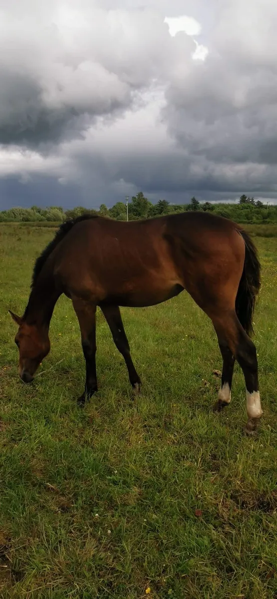 Top quality yearling filly by EHS Land Ahoy - Image 3