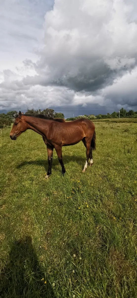 Top quality yearling filly by EHS Land Ahoy - Image 4